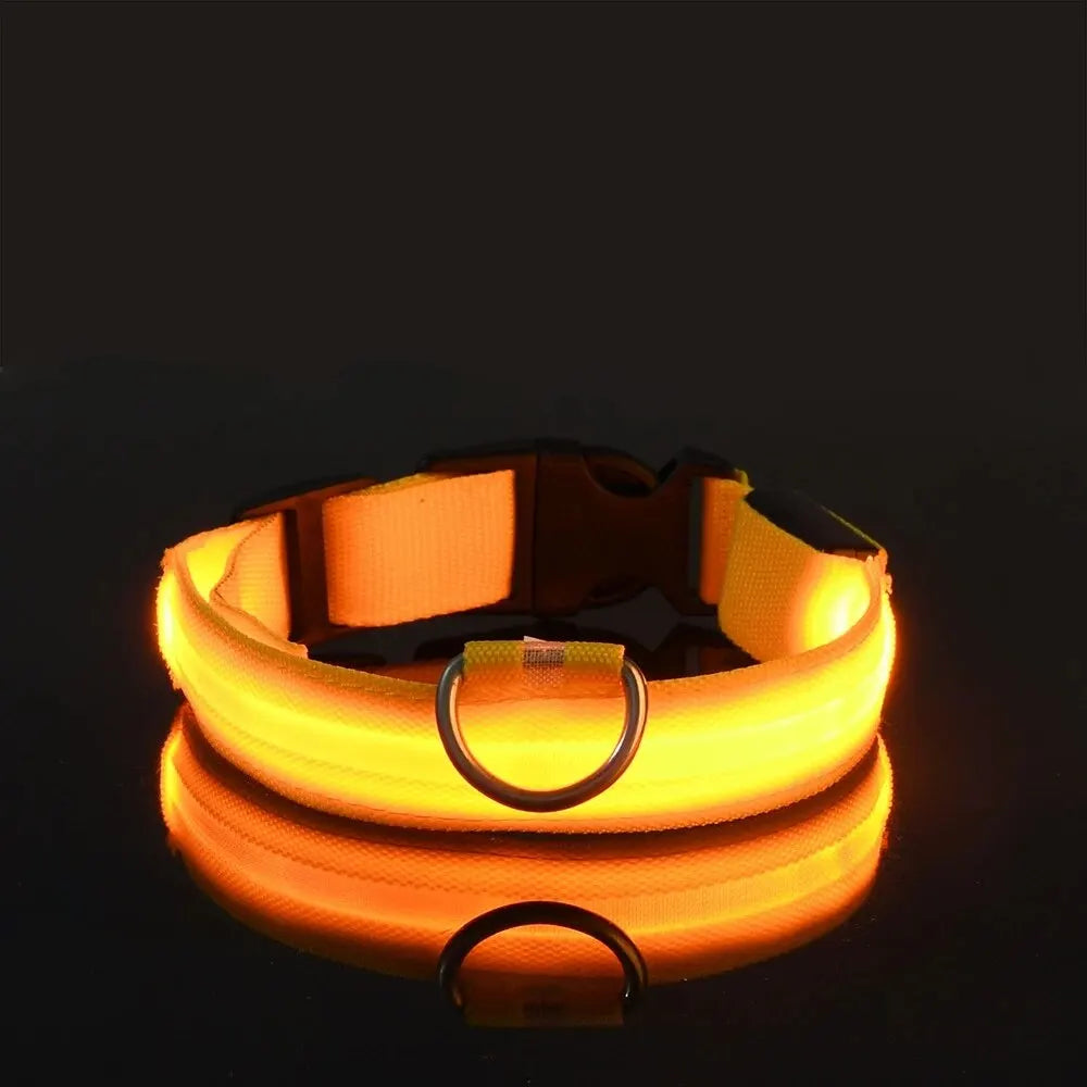 LED dog leash and collar