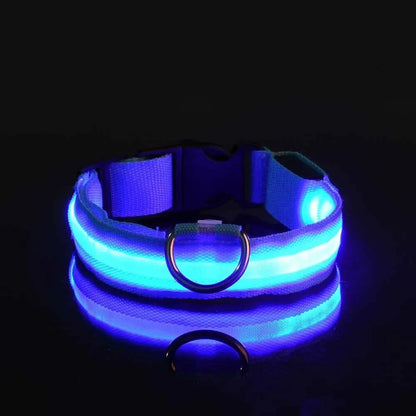 LED dog leash and collar