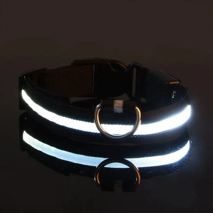 LED dog leash and collar
