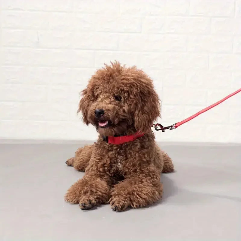 LED dog leash and collar