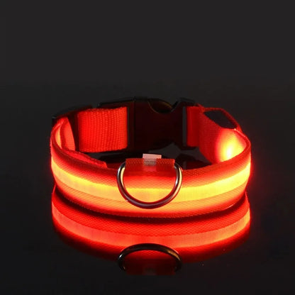 LED dog leash and collar