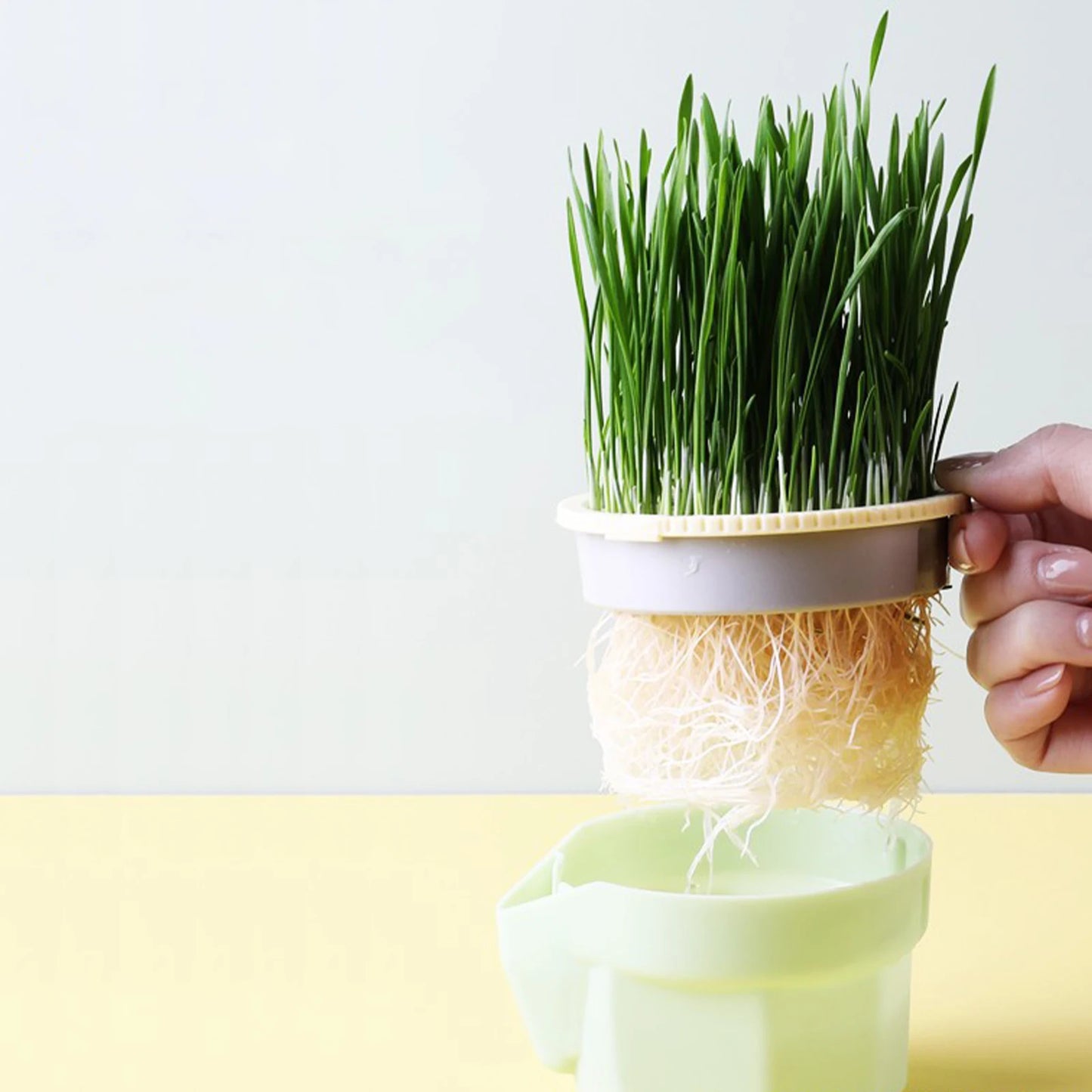 Reusable Cat Grass Planter