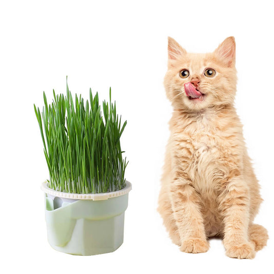 Reusable Cat Grass Planter